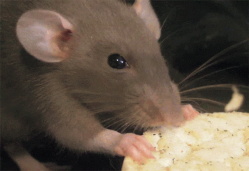 a small gray rat eating soing while wearing blue gloves
