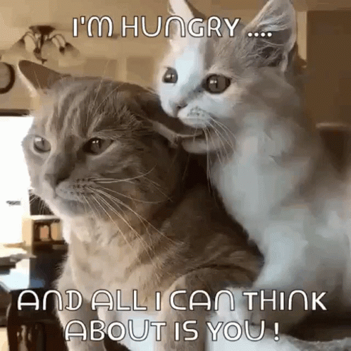 two cats sitting together with the caption i'm hungry and all i can think about is you