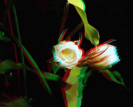 an artistic po of a white flower in the dark