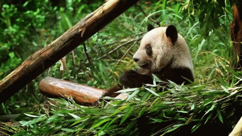 panda bear lying down in the bamboo, eating