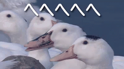 four white ducks, one blue, and one brown, in a row