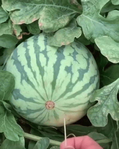 someone is trimming the top of a watermelon