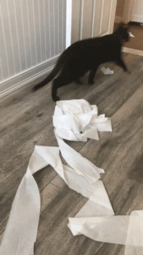 a cat is on the floor with toilet paper scattered around it