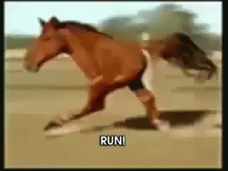 the color picture is blurry with the horse running