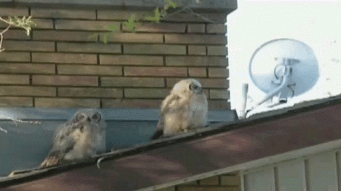 two owls sit on the edge of a roof