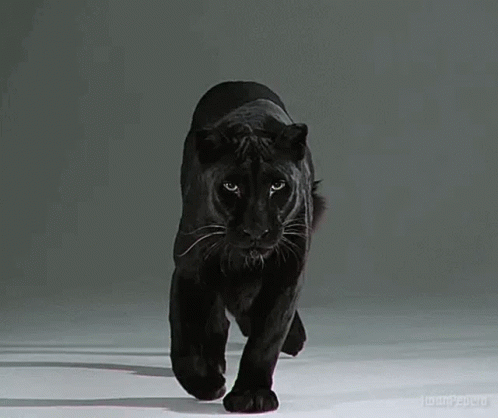 a black cat walking in the white room