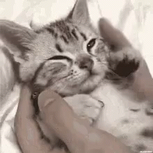 a cat is cuddled up and being held in a persons hand