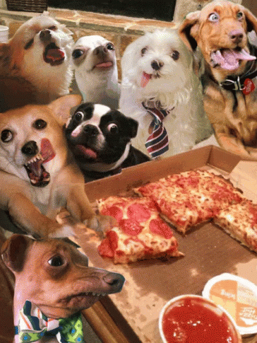 a group of five dogs sitting next to a pizza