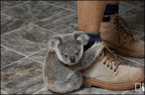a stuffed koala sitting next to a pair of sneakers