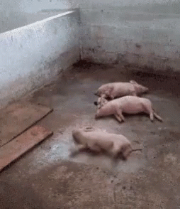 a group of pigs are laying in the cement