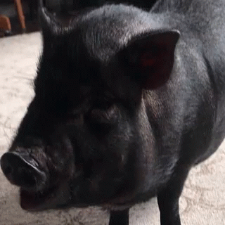 a pig is standing on a stone floor