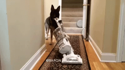 a dog walking up the hallway with a vacuum