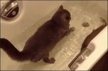 a black cat in bathtub with water