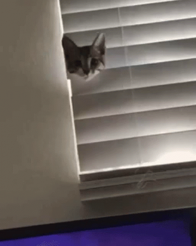 a cat in the window with shutter blinds open