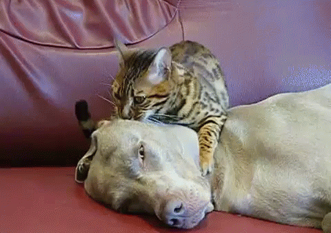 a cat on the back of a dog with their head on the shoulder