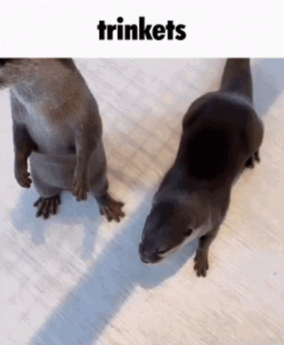 two black and brown ferrets standing on top of a floor