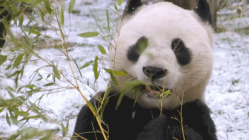 a panda bear eating some bamboo from his mouth