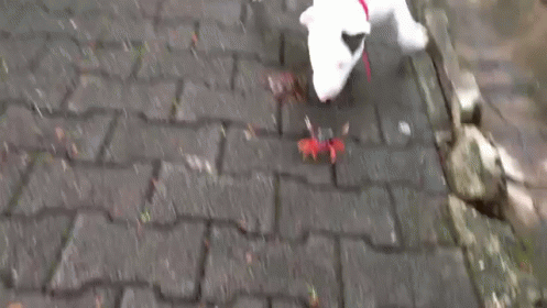 a white dog standing on a brick sidewalk with a stick