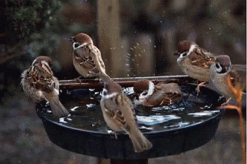 a group of birds sitting on top of a bird bath