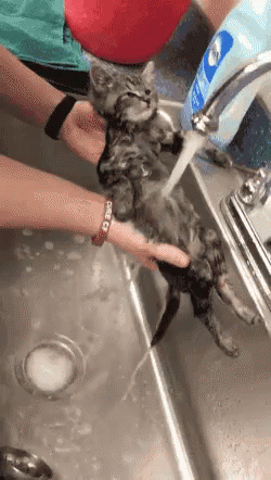 person washing their dog with a rag