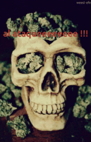 a creepy skull is filled with marijuana buds