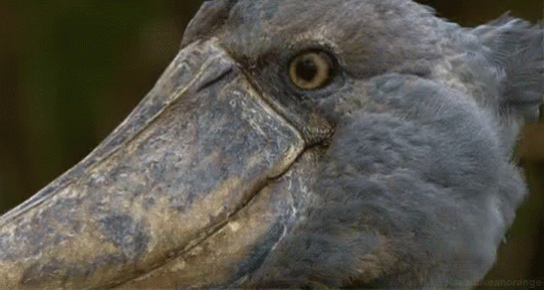 a close up view of a bird's head and neck