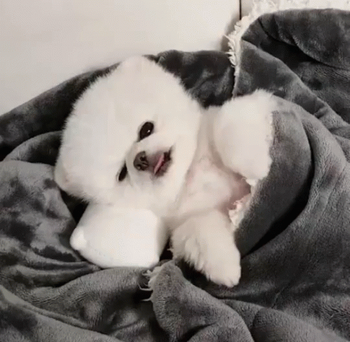 a small white puppy laying down on a blanket