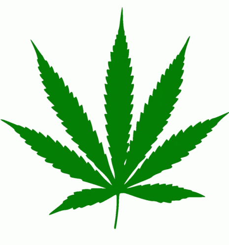 a marijuana leaf with a white background