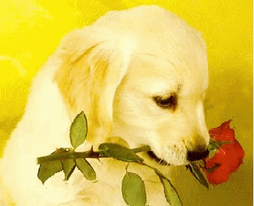 a white dog chewing on a flower in the water