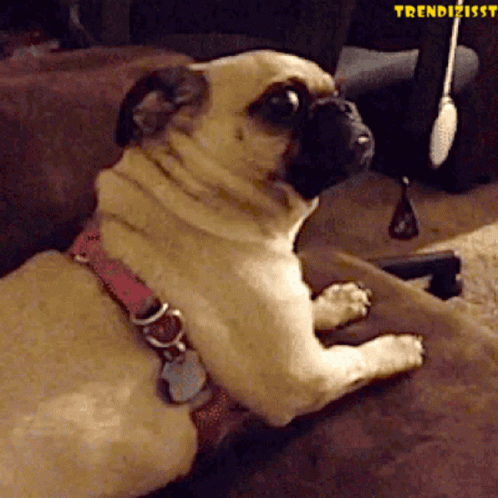 a dog sits in a couch as it plays with the remote