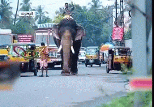 an elephant with people standing on the sidewalk