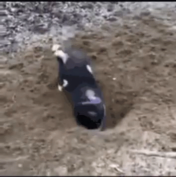 an old video captures a dog crawling through the sand