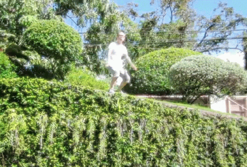 a person is standing on top of a small hedge