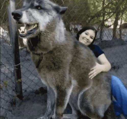the girl hugs the wolf in the picture