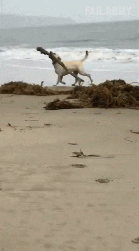 a dog running along the beach during the day