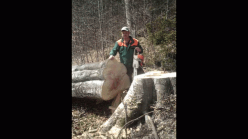 man walking over large logs in the woods