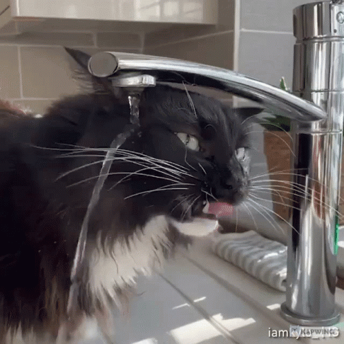 cat with it's face in a faucet looking at the camera