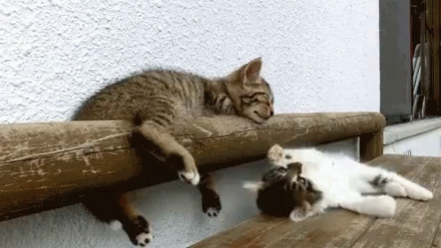 a cat lying on its back while a kitten plays