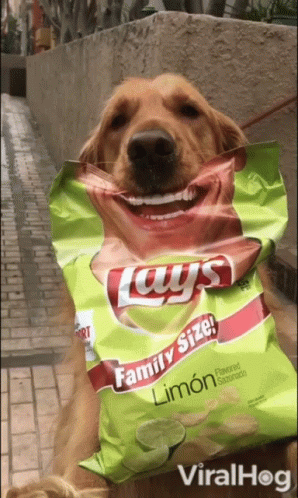 a dog that is sitting with a bag of chips