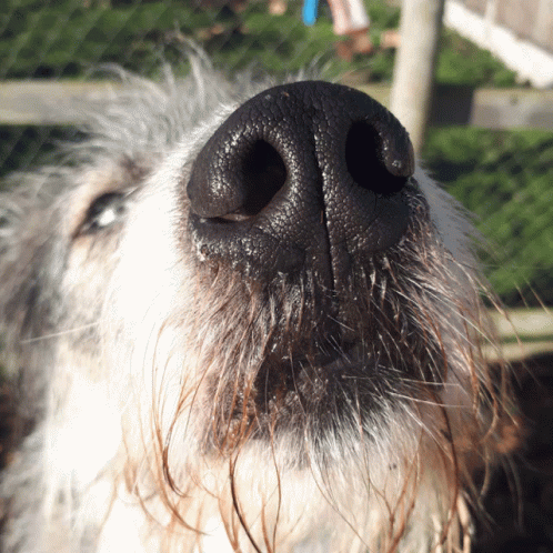 a close up of a dog's nose on a sunny day
