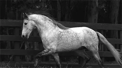 a horse trotting around its enclosure with it's front legs in the air