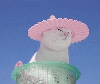 a white cat with a purple hat on