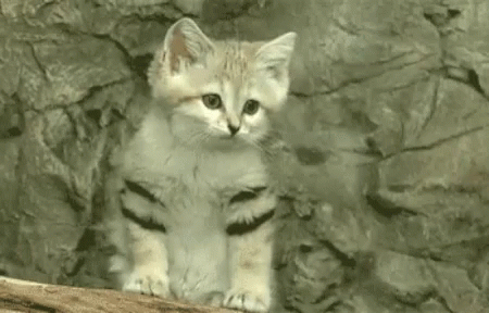 a small cat that is standing up near a rock wall