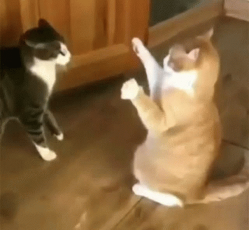 a cat that is dancing and showing its muscles