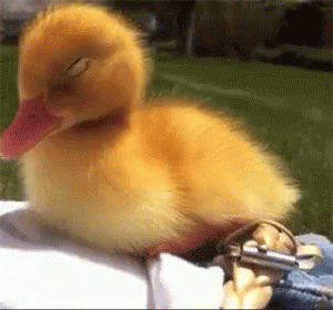 a baby duck in its arms, in a blue fuzzy outfit