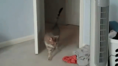 a small cat is walking towards the bathroom