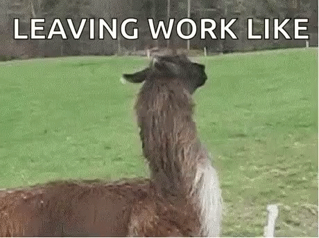a picture of a llama with the caption leaving work like