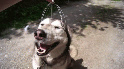a dog looking up with its head hanging over a wire