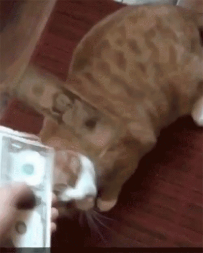 cat with head on video game controller being hed by the cameraman