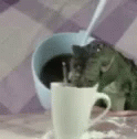 a cat with its head inside a cup